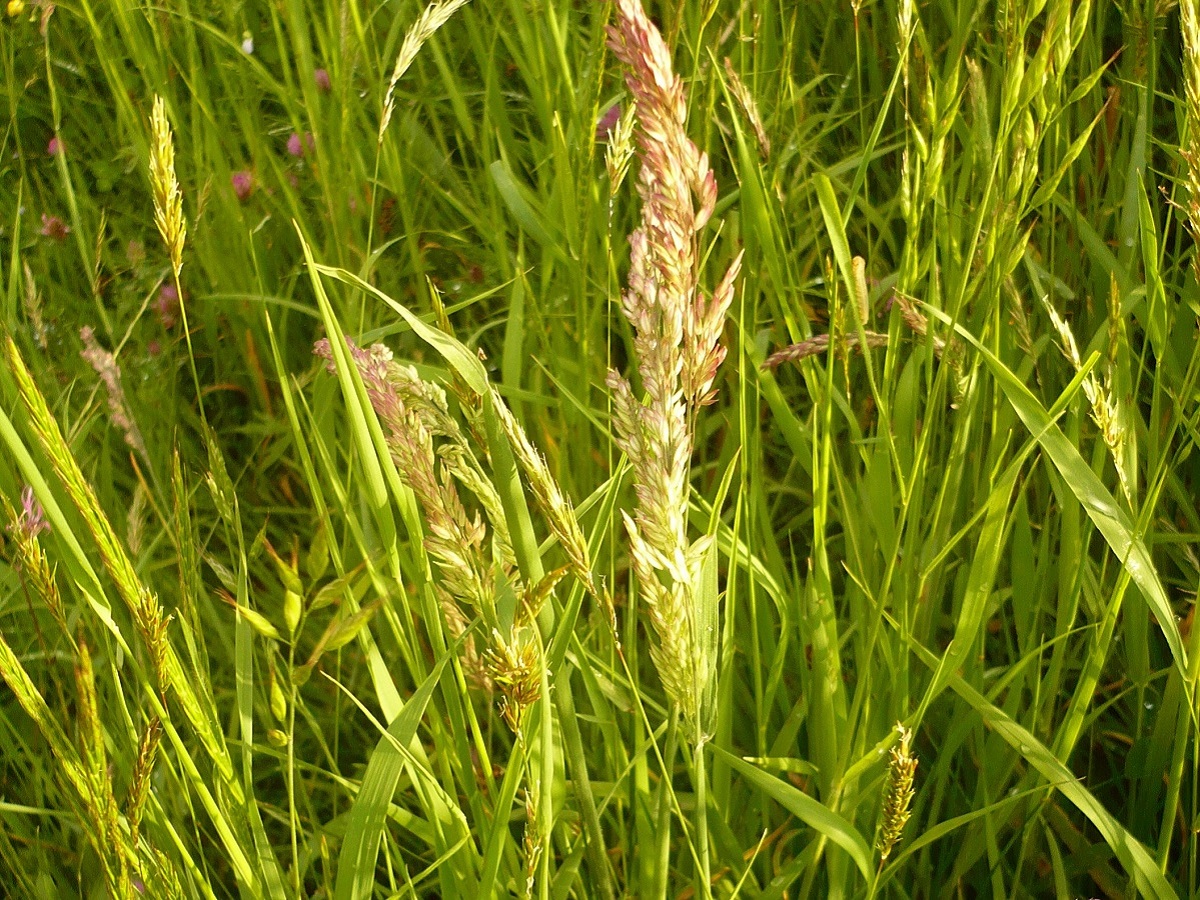 Holcus lanatus subsp. lanatus (Poaceae)